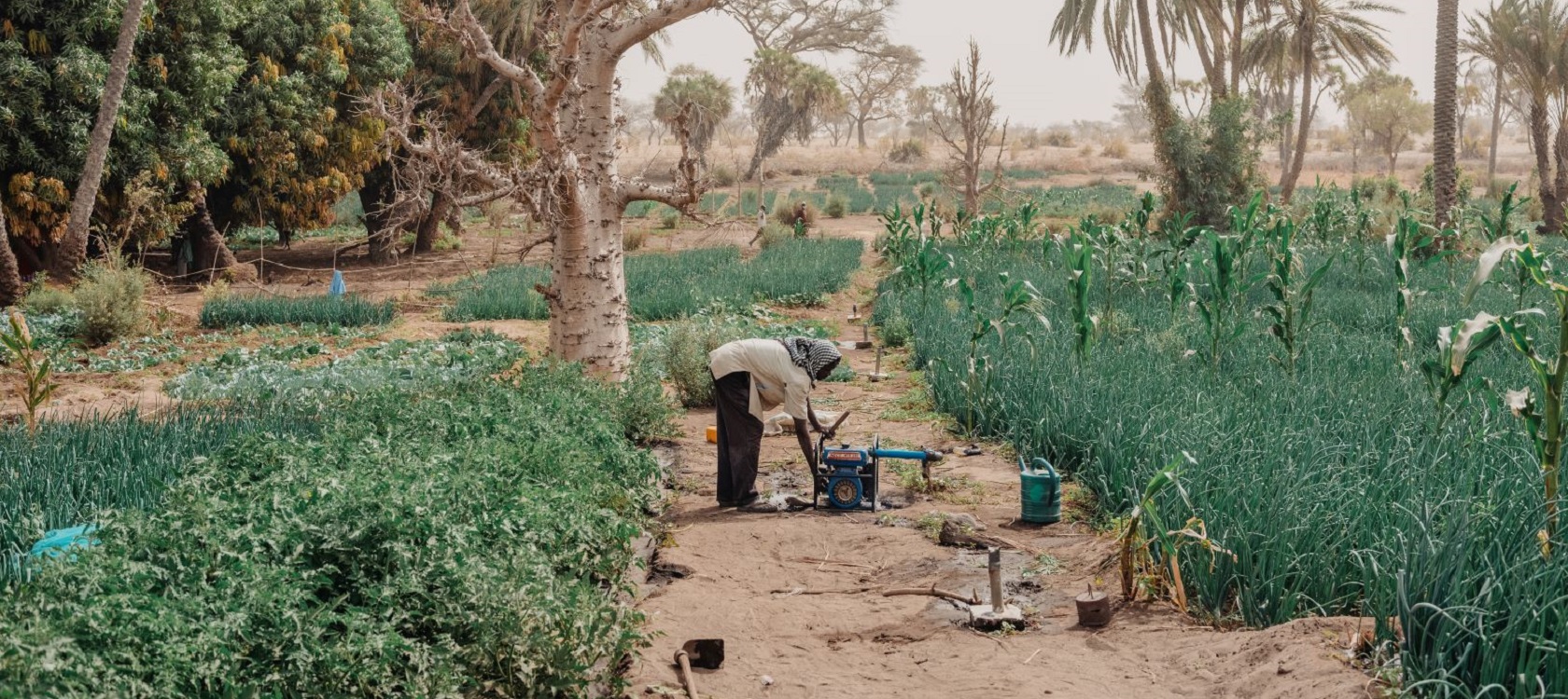 Grande muraille verte l'initiative en 3 questions AFD Agence