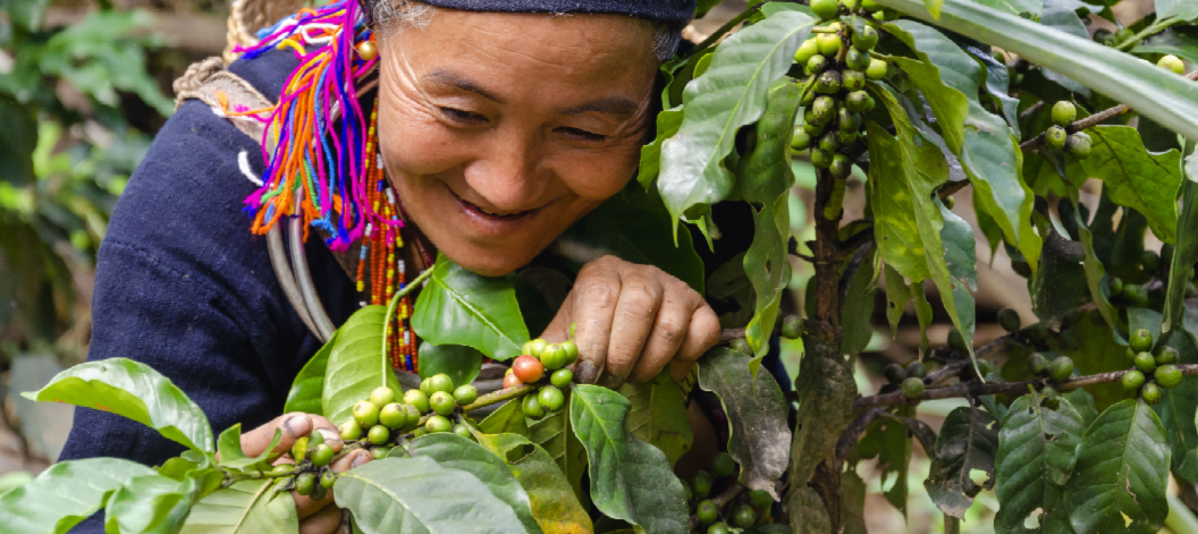 Laos Increasingly Sustainable Coffee Production AFD Agence