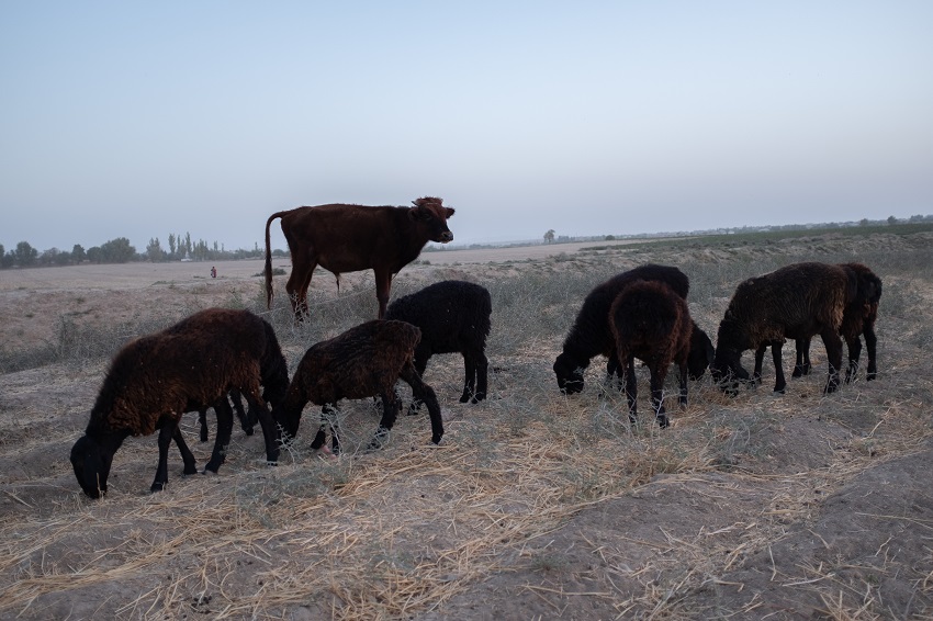 Promoting a Greener, More Robust Livestock Sector in Uzbekistan | AFD ...