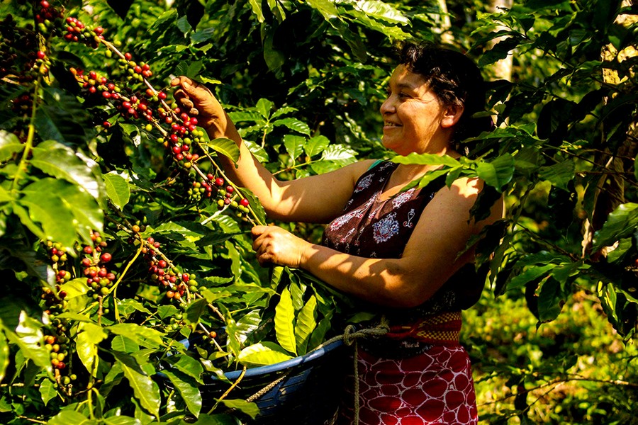 Café Chiapas