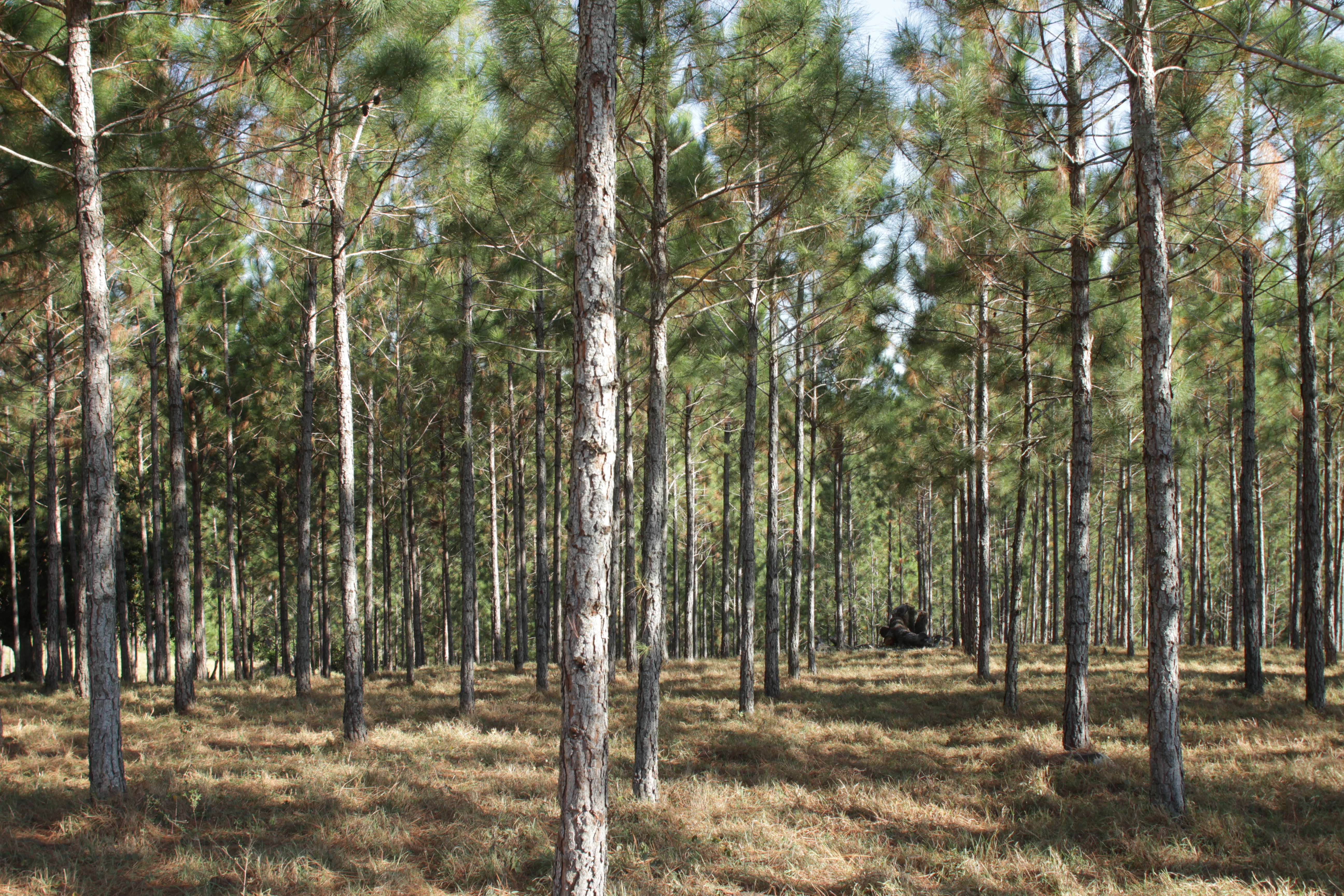 arbres, forêt, Plan Sierra, République dominicaine