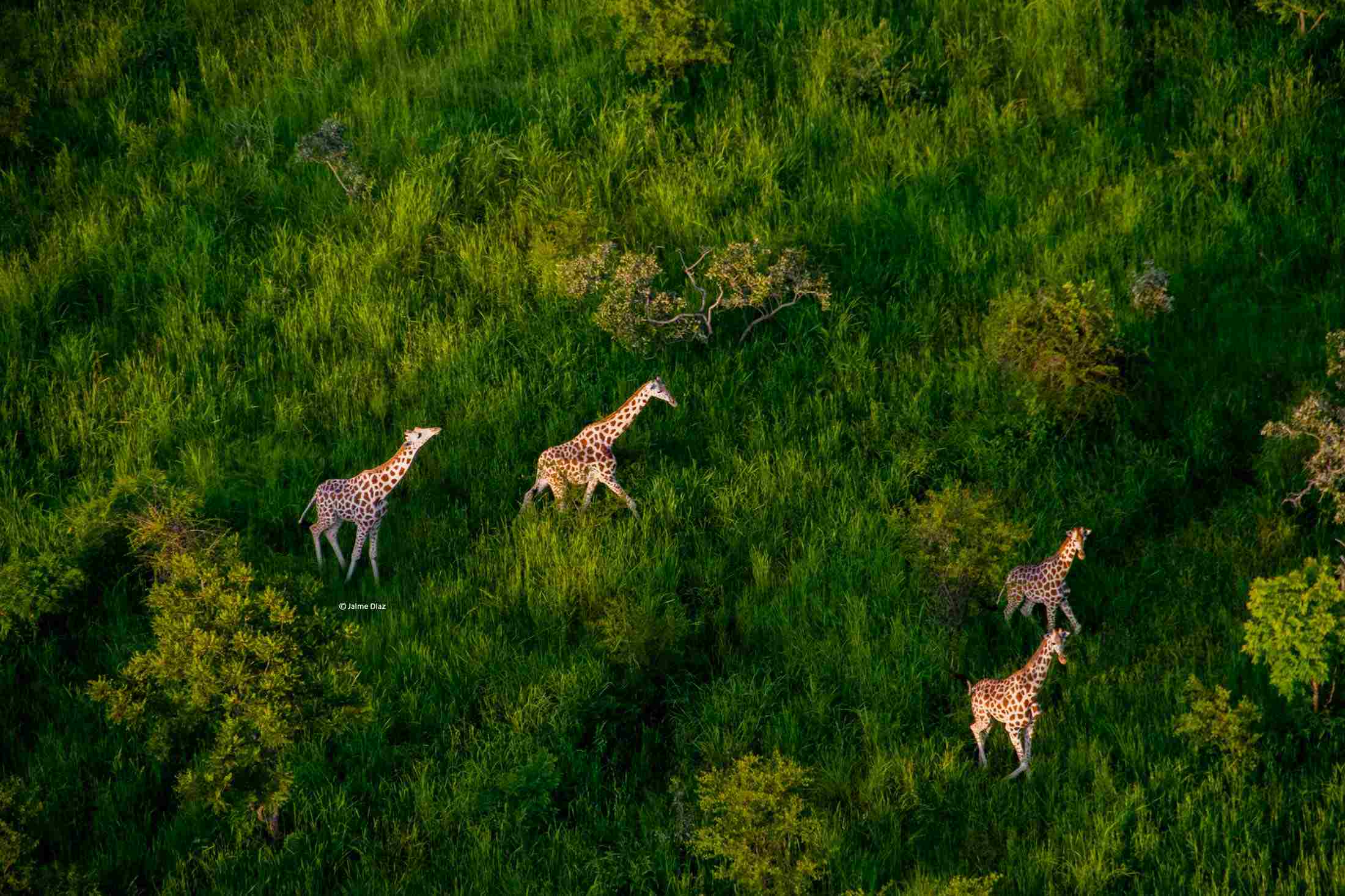 Girafes dans l'aire protégée de Binder-Léré au Tchad