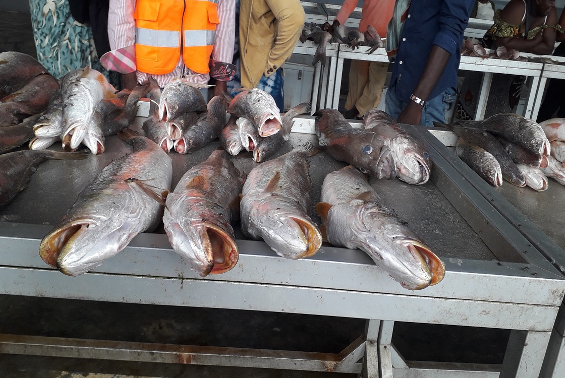 Fishing in congo, AFD