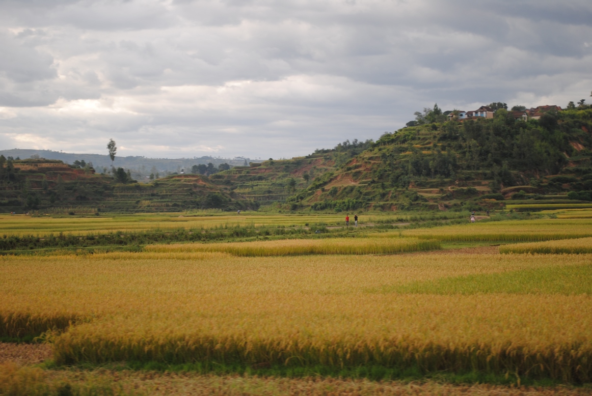 Paysages typiques du Moyen Ouest de Madagascar avec bas-fonds irrigués rizicoles.