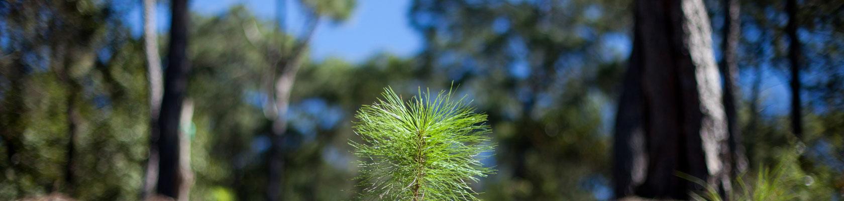 préservation des forêts, Mexique, pousse, plante
