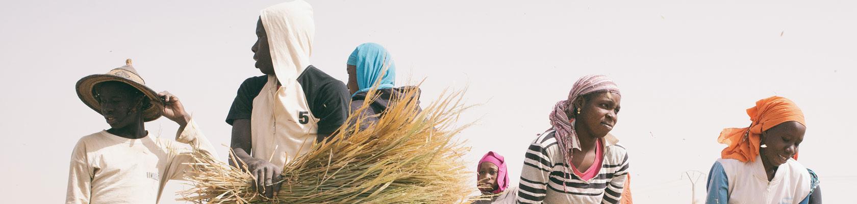 agriculture, Sénégal