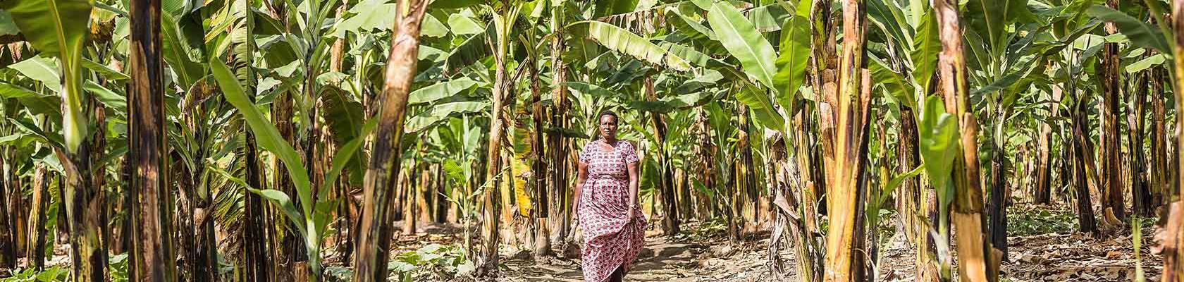 France partners with the African Organic Network for a greener Agriculture in Africa