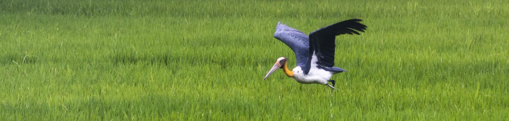 L’analyse de développement durable, AFD
