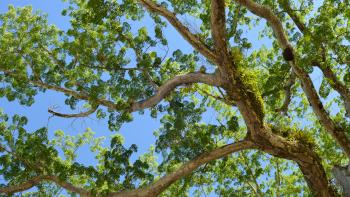 Biodiversité et gestion durable des forêts sur le plateau des Guyanes