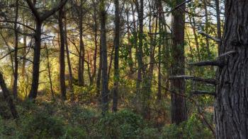 Forest Turkey Climate Biodiversity