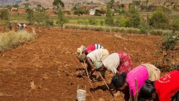 Madagascar agriculture