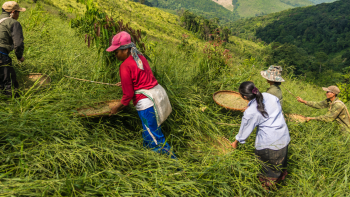 Farmers sowing seeds in Laos