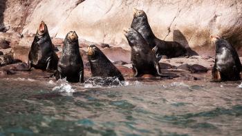 Mexique, lions de mer