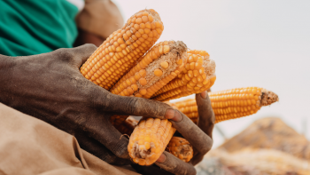Récole du maïs qui sera transformé en farine dans la commune de Gouré, au Niger. Le projet PASAM vise à améliorer la sécurité alimentaire dans les cuvettes oasiennes dans les régions de Zinder et Diffa © Ollivier Girard/AFD
