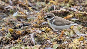 A bird among sargasso seaweed in the Caribbean