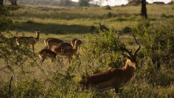 Antilopes dans le parc national du lac Nakuru