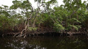 mangroves
