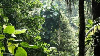 Floresta tropical na costa rica