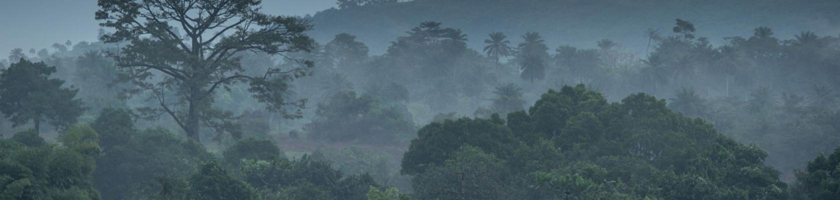 Guinée forestière, forêt