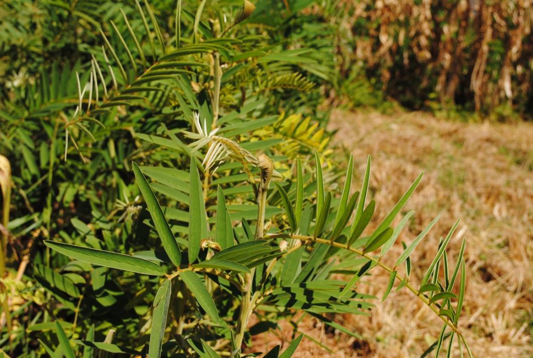 Haie de téphrosia. Le téphrosia permet d’éloigner les ravageurs des cultures, agro-écologie, Madagascar