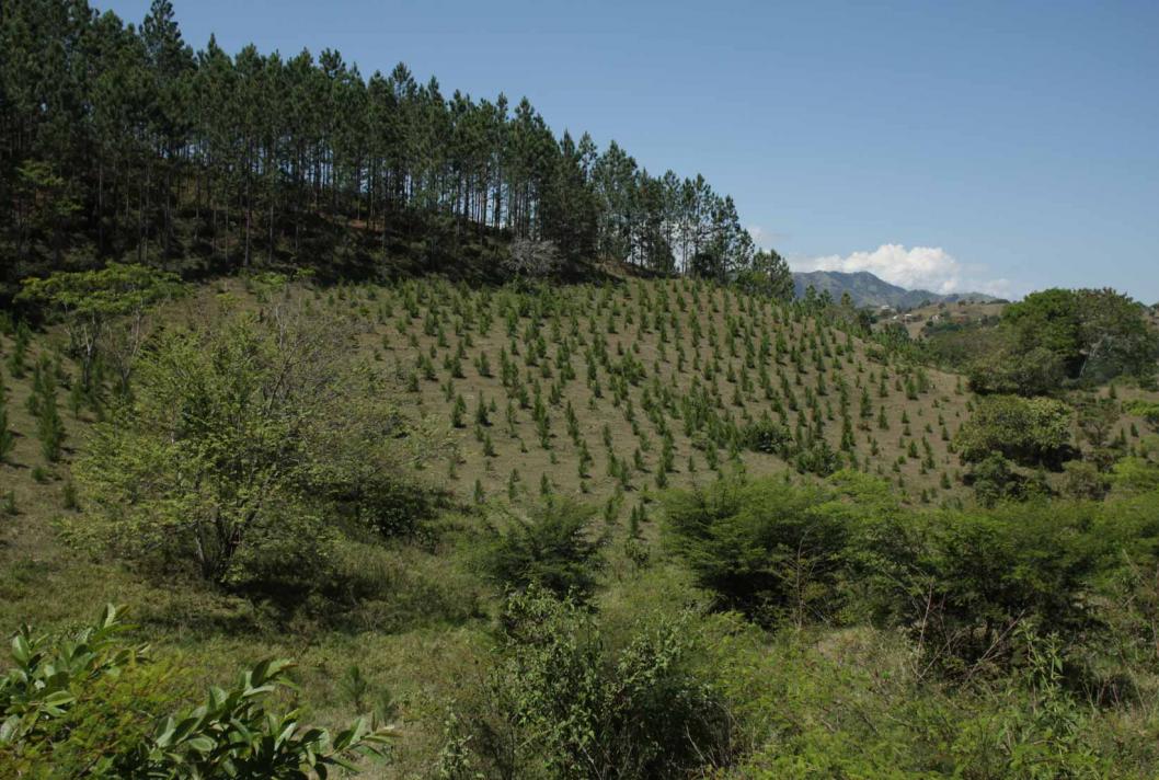 Reforestation, République Dominicaine © Franck Galbrun pour l'AFD