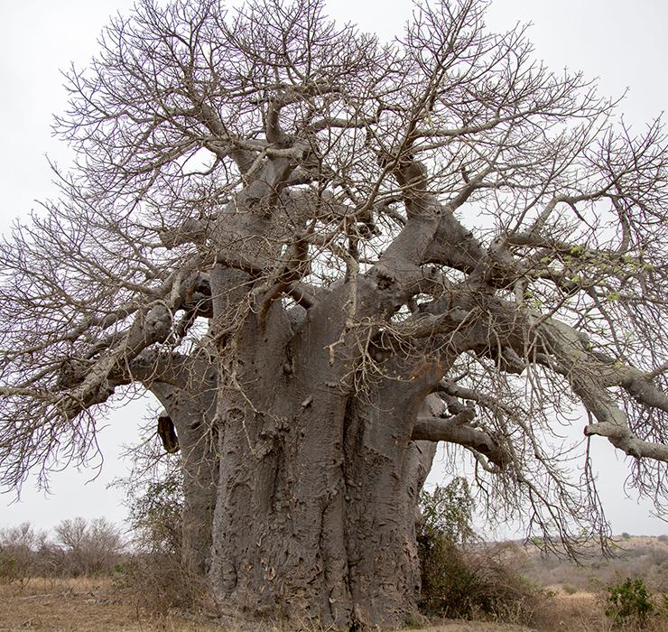 women, field, limpopo, mozambique