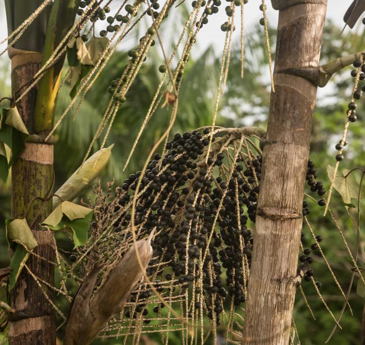 Plante, açaï, Guyane, Amazonie