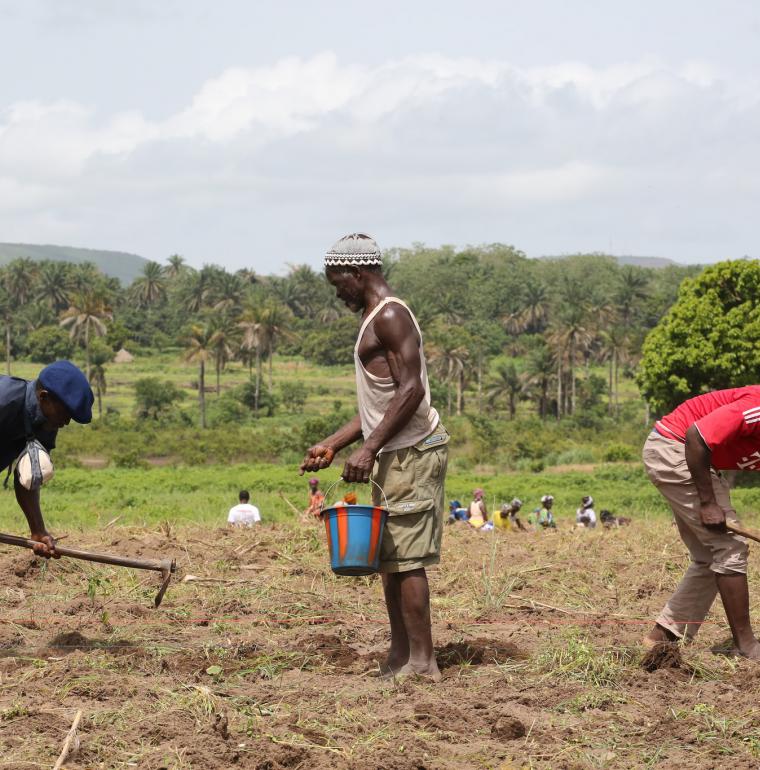 Travaux des champs en Guinée