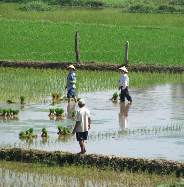 Rice paddy, Laos
