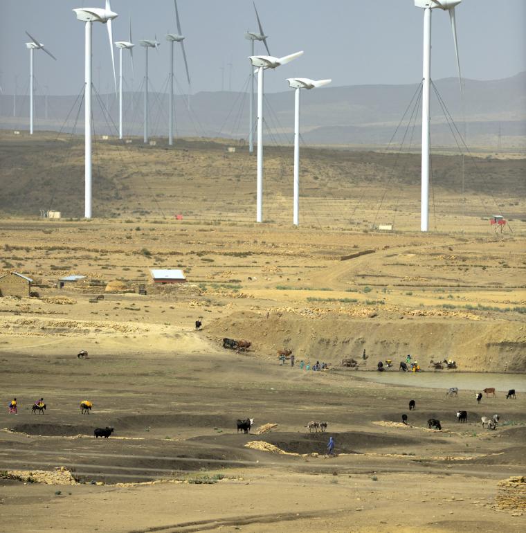 Ethiopie ferme éolienne d'Ashegoda Animaux d'élevage