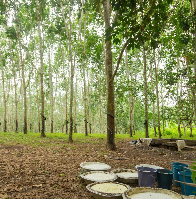 Ghana plantation d'hévéas à Takarodi 