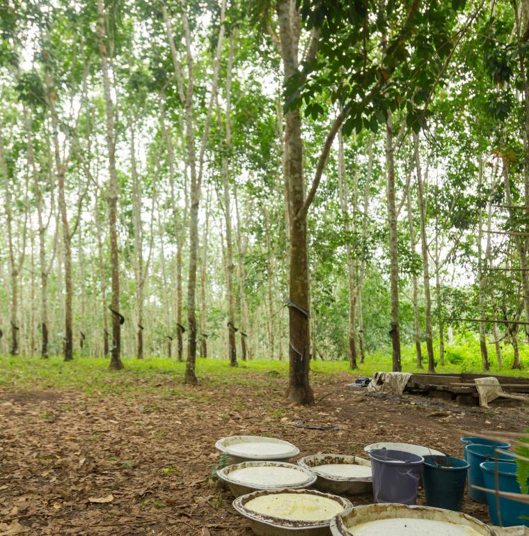 Ghana plantation d'hévéas à Takarodi 