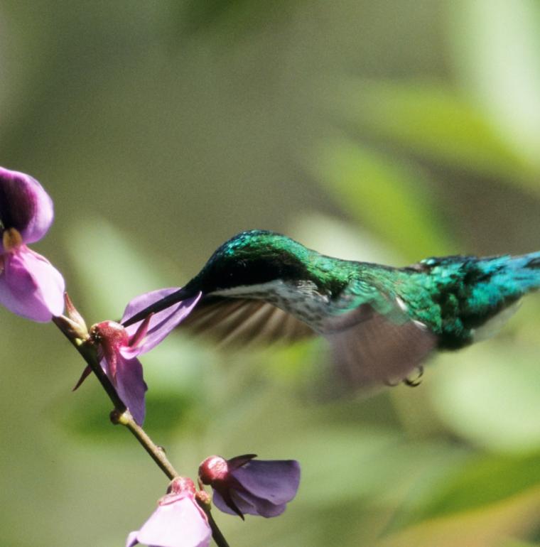 Colibri, oiseau, nature, biodiversité, Guyane