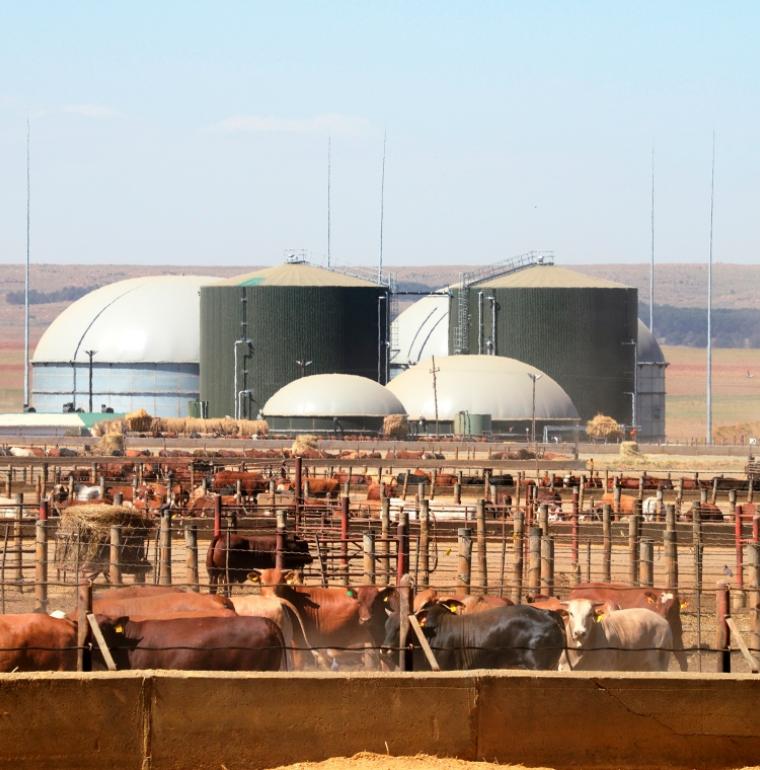 Energy, biogaz, cows, South Africa