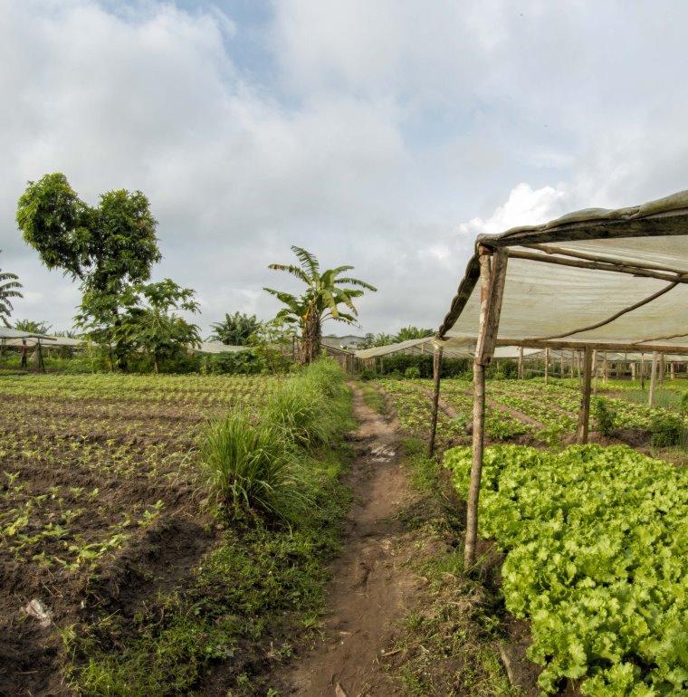 agriculture, plantation, Gabon