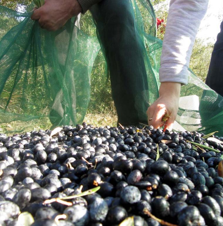 Cueillette d'olives, Kabylie, Algérie, agriculture