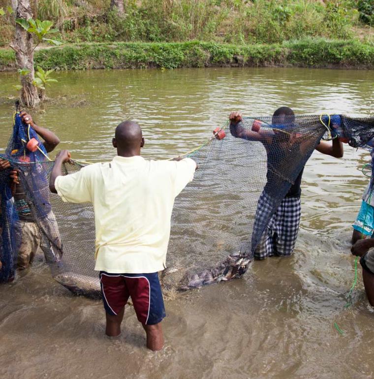 Guinée Pisciculture pêche poissons