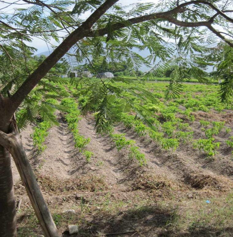 Haiti Field in Haiti agriculture