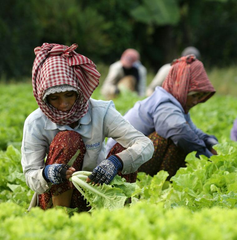 programme d'irrigation, développement Cambodge