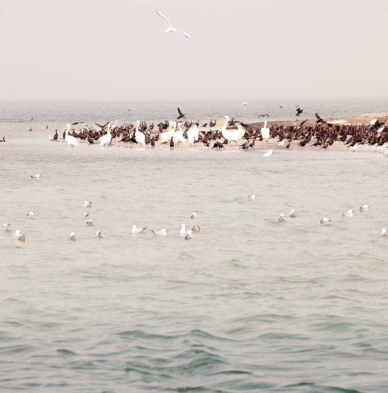 parc national du banc d'Arguin, Mauritanie, protection de la biodiversité, aire protégéé