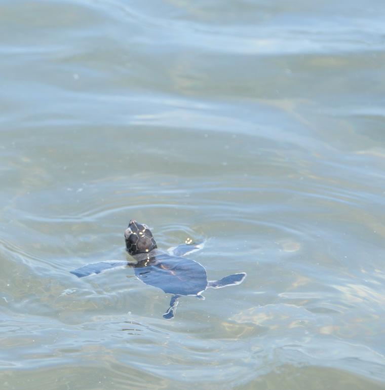 bébé tortue, préservation biodiversité, Mayotte