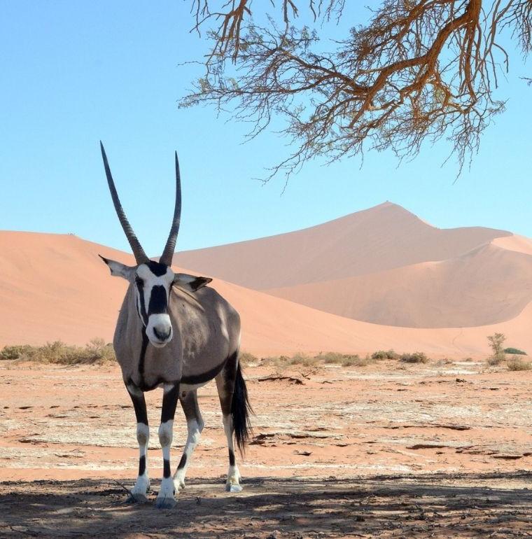 AFD's action in Namibia: Protecting biodiversity