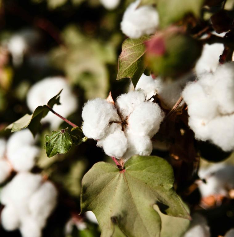 Agriculture, cotton, Afghanistan