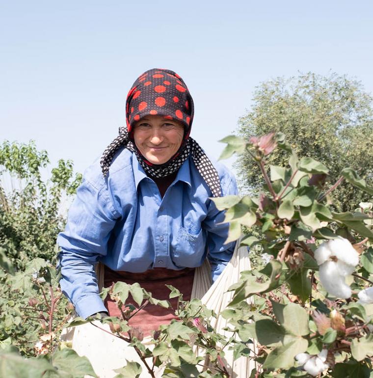 cotton-field-uzbekistan