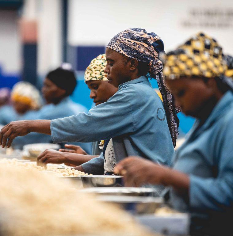 Des femmes sélectionnent de noix de cajou dans l'usine d'ETG Korosho, Nampula, Mozambique