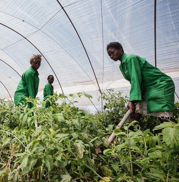 femmes, agriculture, Angola