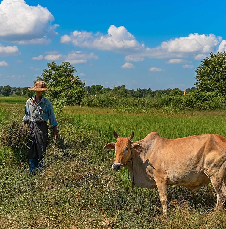  	Farmers in a field in the irrigated area of ​​Myin Kun - Burma, Myanmar
