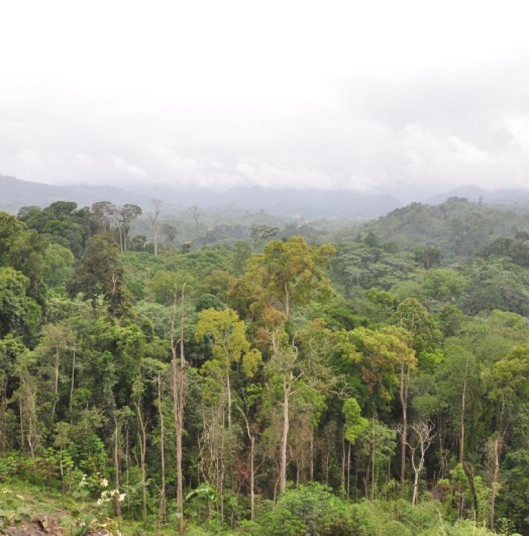 changement climatique biodiversite congo afd