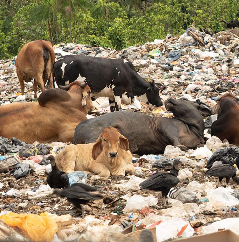 solid waste management suriname