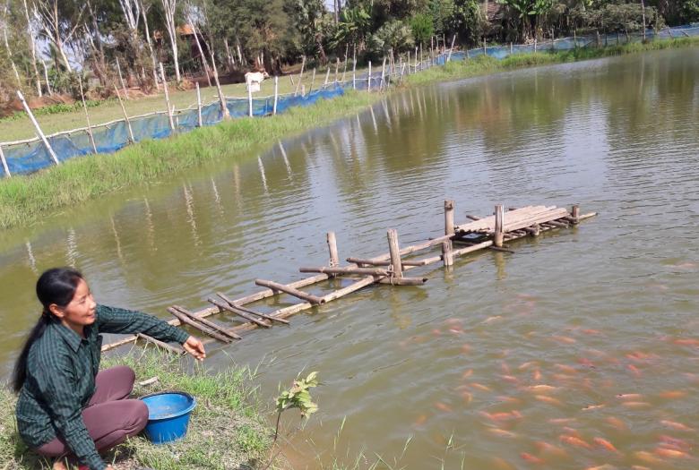 femme, poissons, élevage, aquaculture, Cambodge